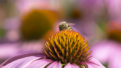 wild honeybee collecting nectar of pink coneflower in nature,close up shot