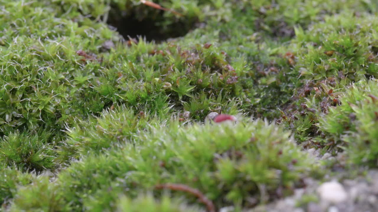 Ants carrying food across moss field