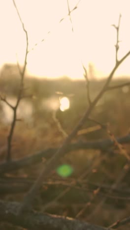 sunrise or sunset over a marsh