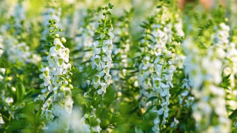 beautiful white flowers in bloom