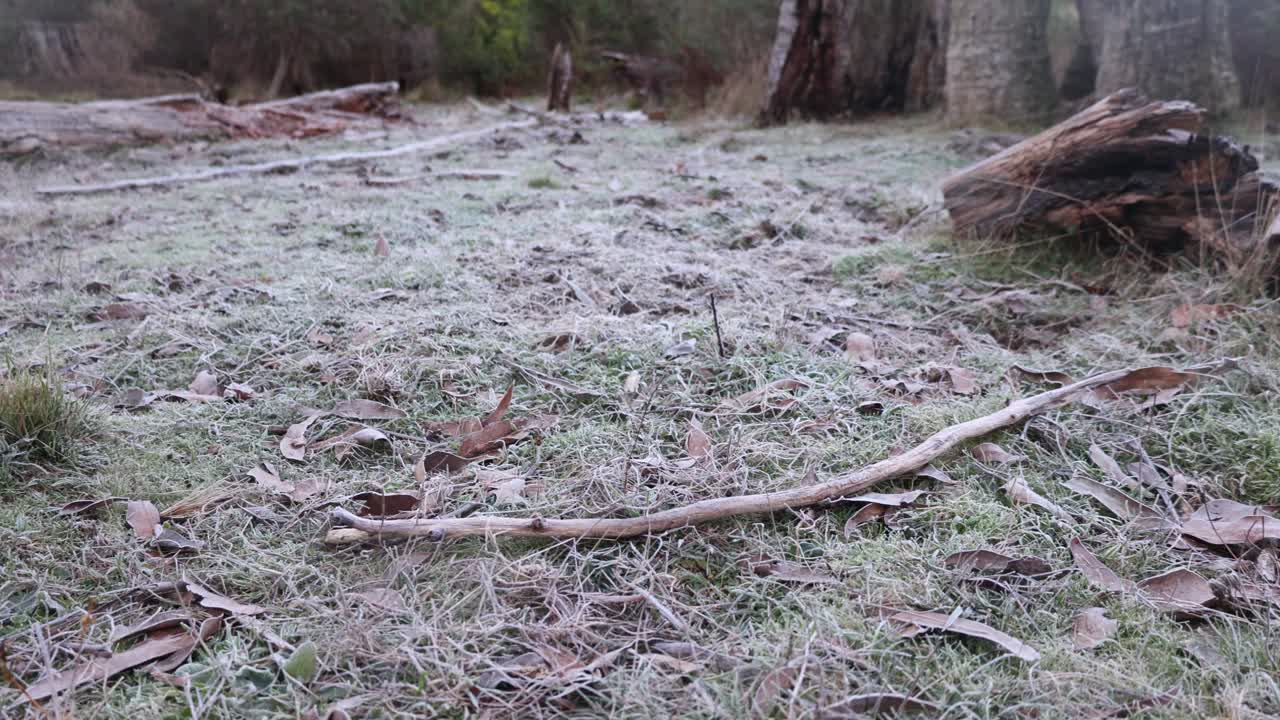 호주 고지대의 덤불에서 풀을 덮고 있는 서리