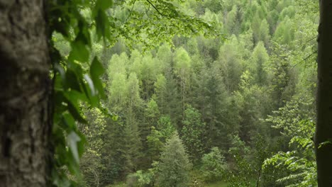 slider shot past tree foreground reveals thick conifer tree forest