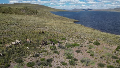 aerial: llamas graze desert vegetation by lake lagunillas in peru