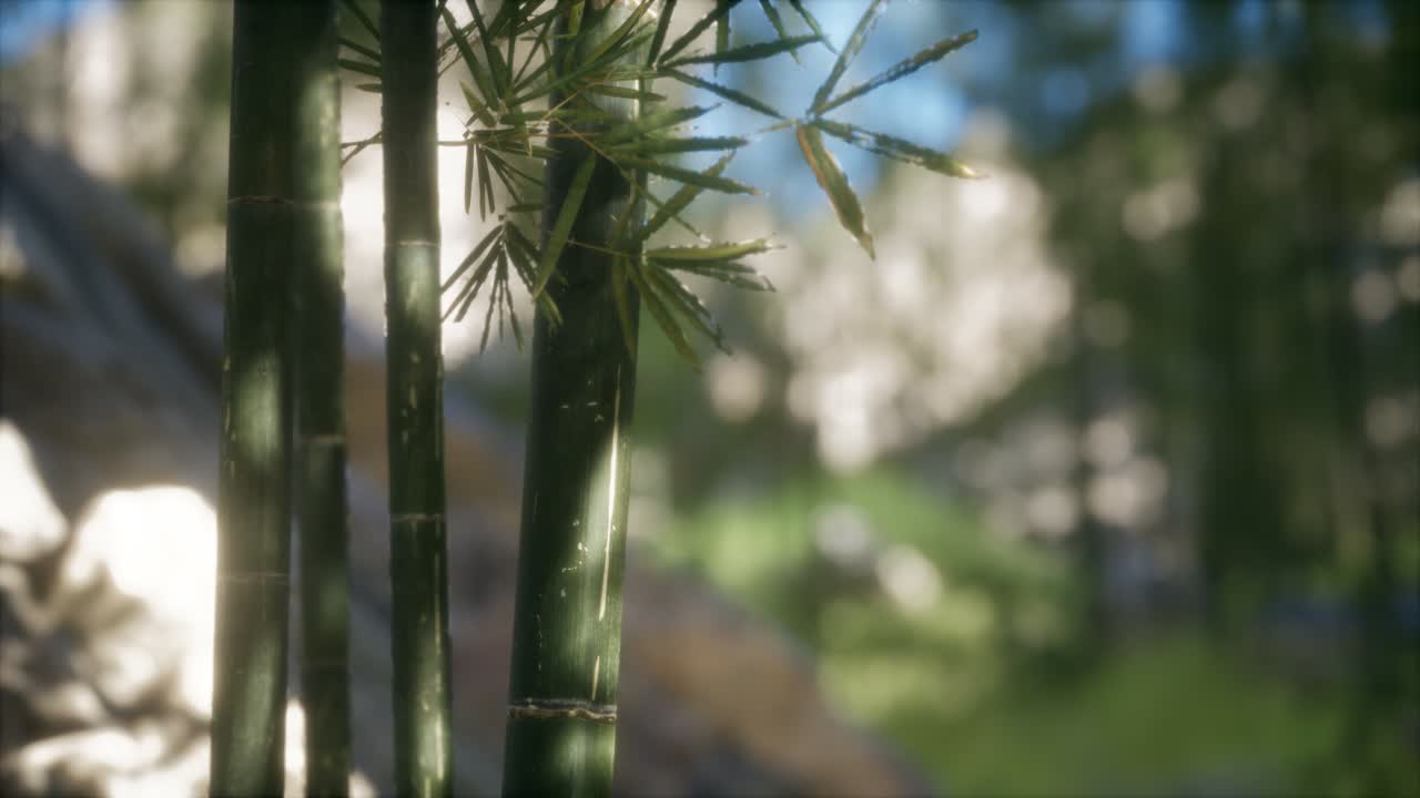 fondo de bosque de árboles de bambú verdes