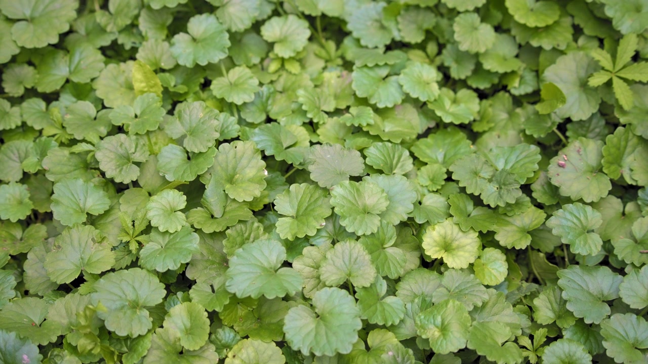 Bellissime piccole foglie, sfondo naturale