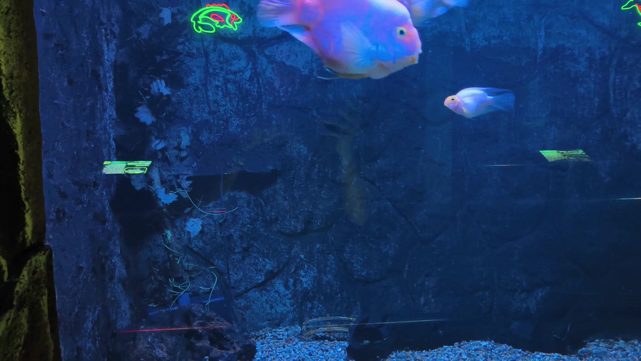 Ikan Parrot Penuh Warna Berenang di Akuarium Besar