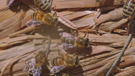 close up of bees crawling on bee hive