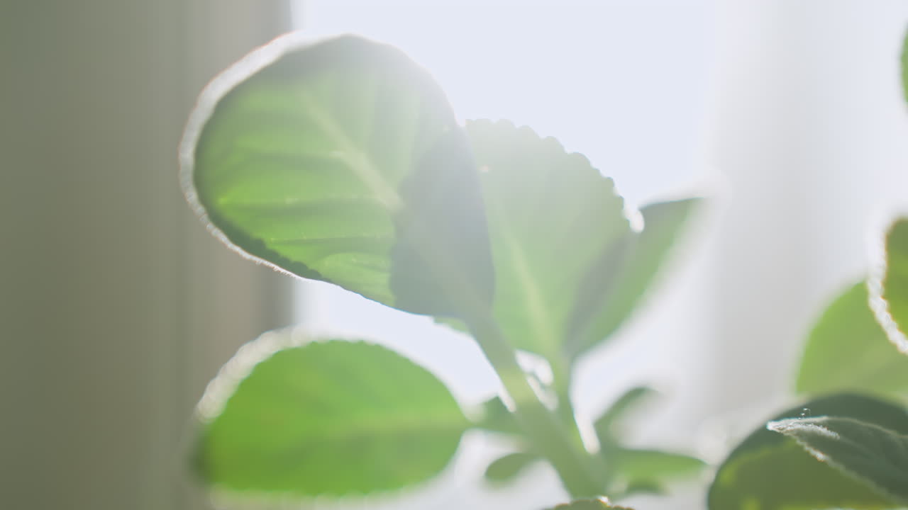 Close up of fresh green leaves glowing under soft natural sunlight near window, highlighting delicate texture and smooth edges in calm peaceful setting with light background blur