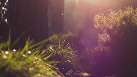 slow-motion-shot-of-a-forest-with-flies-and-flares