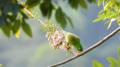 orange-chinned parakeet on swaying branch near pink and green flora