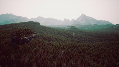 Beautiful-pine-trees-on-background-high-mountains