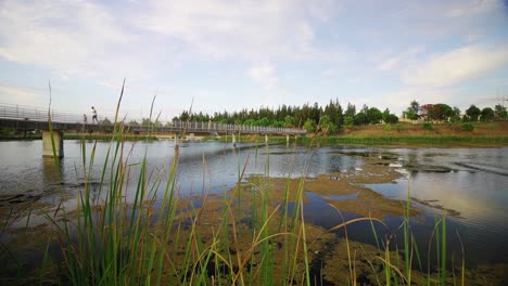 Camera-move-slide-behind-rushes-reveals-a-lake,-showing-people-running-on-the-bridge