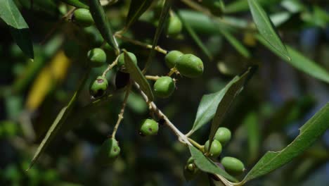 closeup of small sick olive tree with black dots on its fruits, dry branch swaying in the wind, low angle view