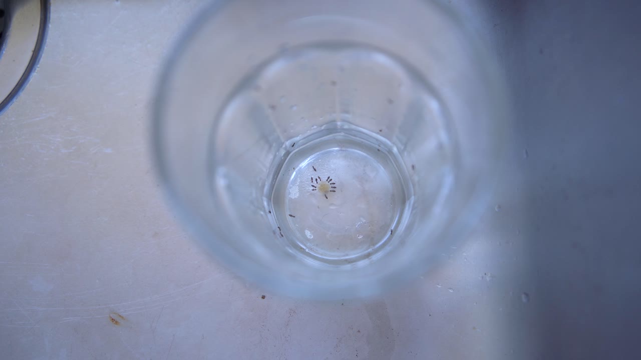 Monomorium ants drink from the drop of tea left in a clear glass cup ...