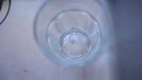 Las-Hormigas-Monomorium-Beben-De-La-Gota-De-Té-Que-Queda-En-Un-Vaso-De-Vidrio-Transparente.