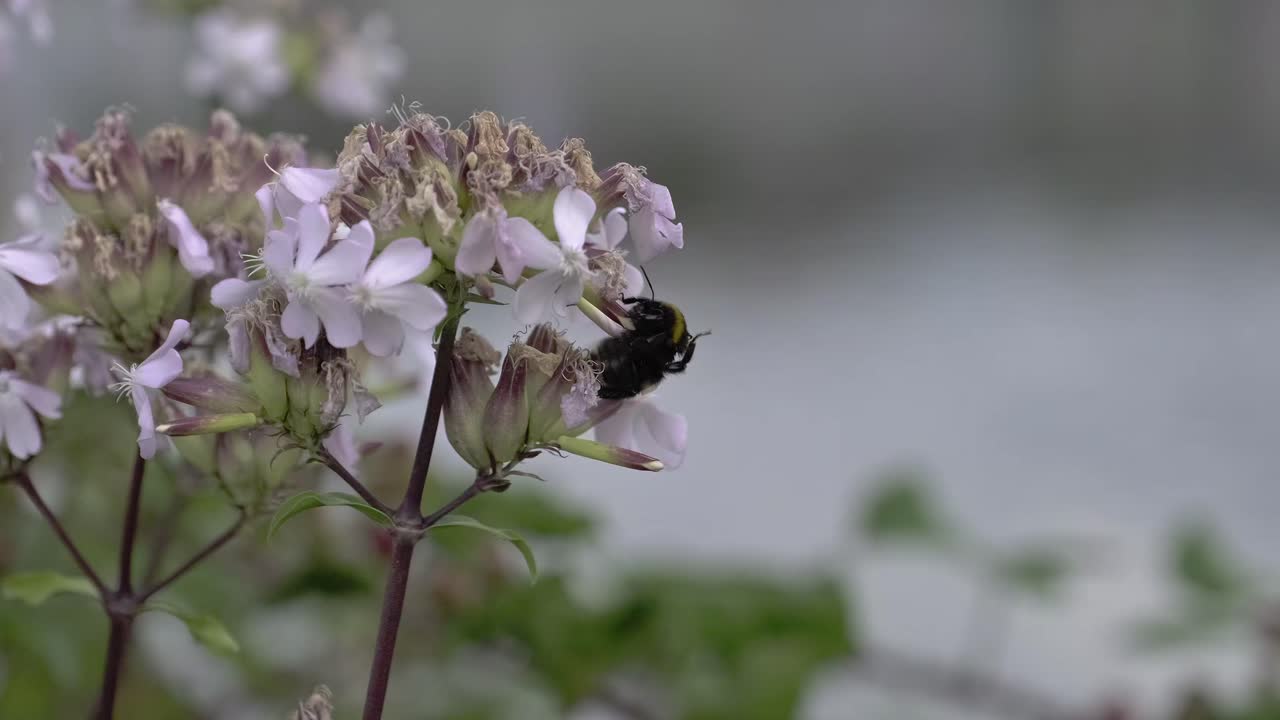 Closeup fluffy bumblebee crawling on fresh flowers then flying away on summer day near pond in garden