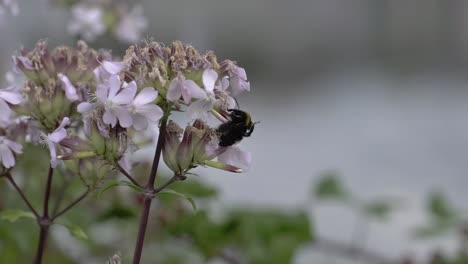closeup fluffy bumblebee crawling on fresh flowers then flying away on summer day near pond in garden