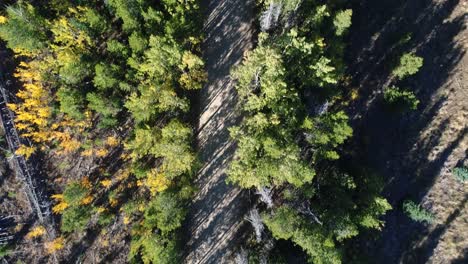 aerial looking down at a pine and aspen forest with a road running through it