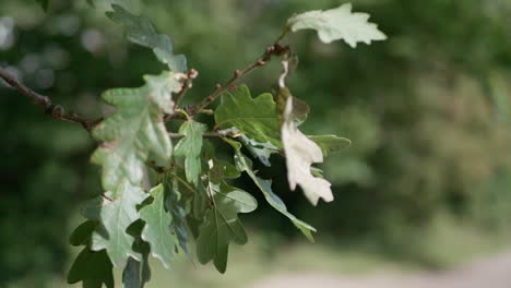 Close-up-macro-shot-of-some-green-leaves-on-a-branch