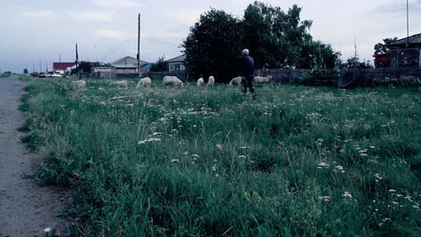 elderly man grazing the sheep