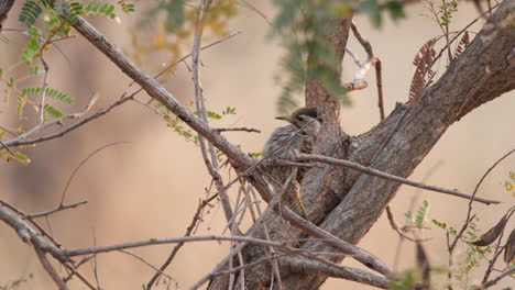 Female-Cardinal-Woodpecker-Perching-And-Pecking-On-Tree-Branch-In-South-Africa