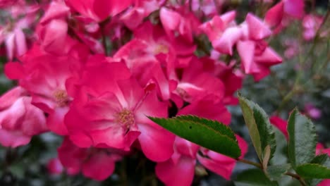 Pink-rosa-moschata-garden-rose-with-green-leaves