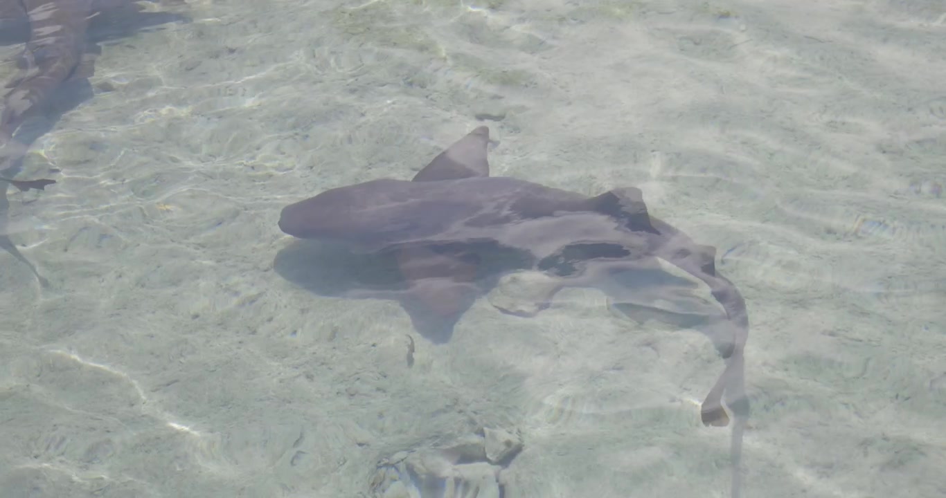 Nurse shark in underwater environment.