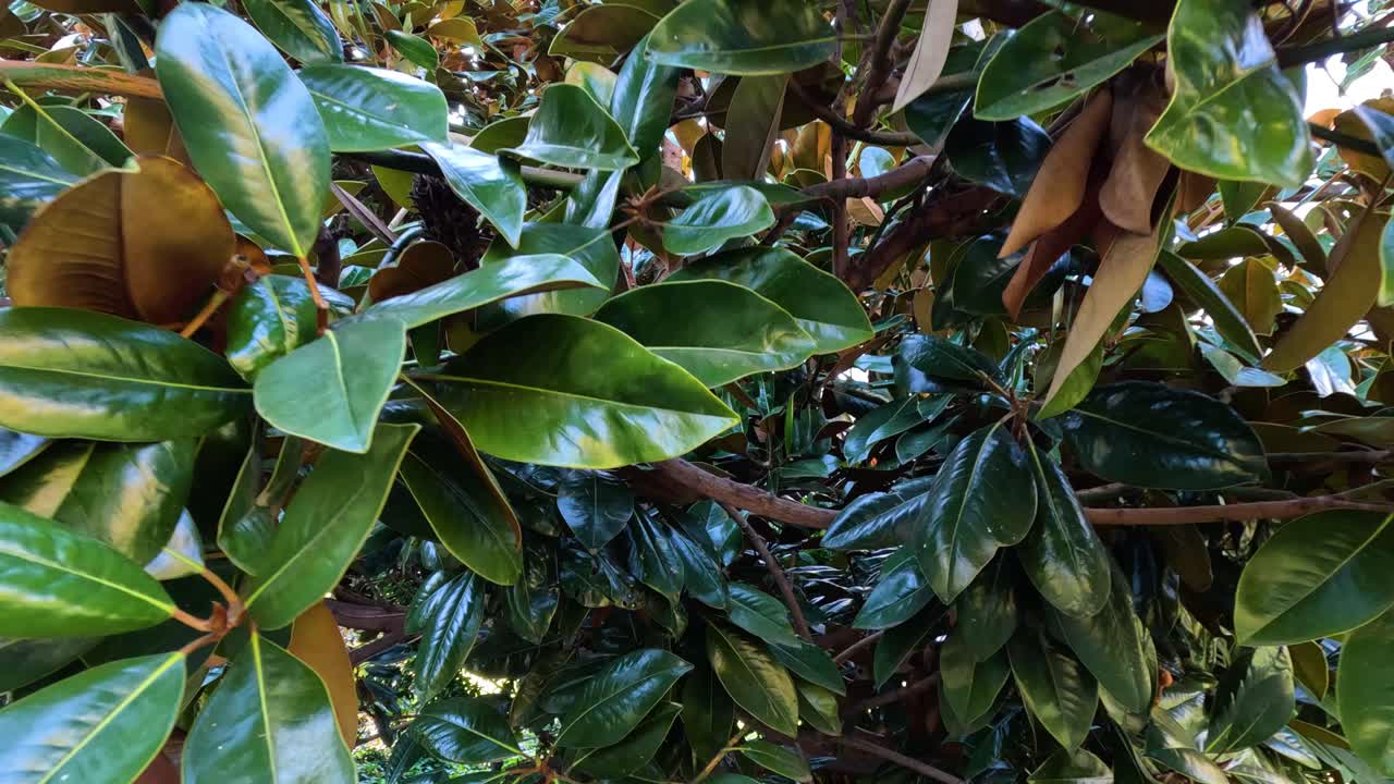 vista de cerca de las hojas y ramas de los árboles