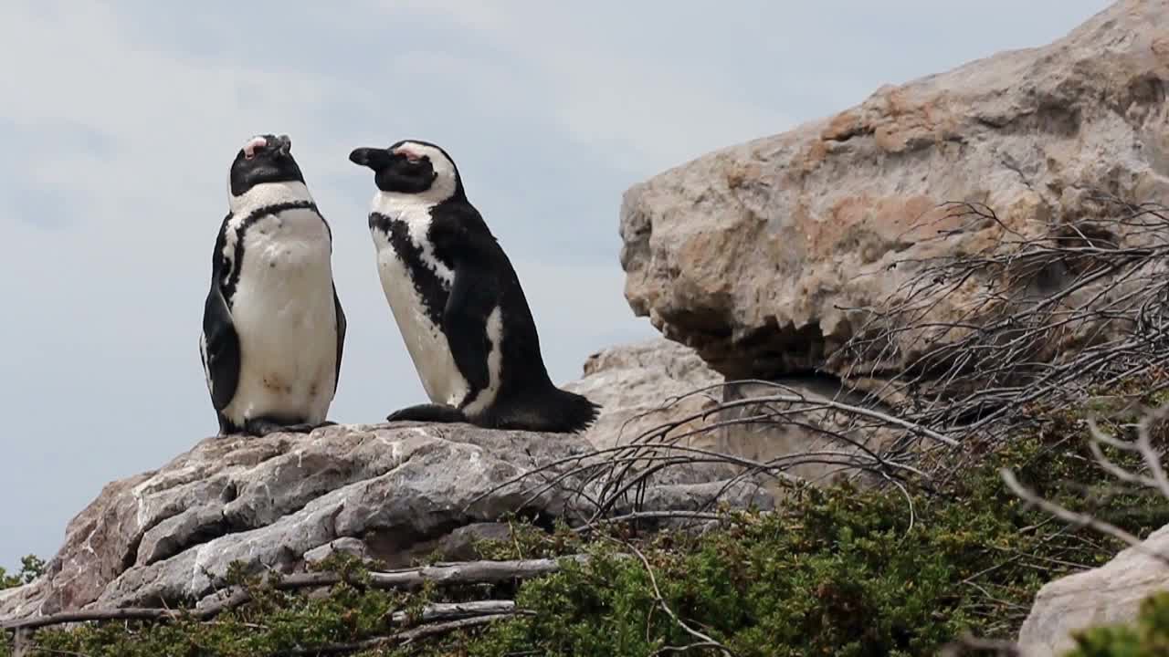 pingüino jackass tomando el sol en las rocas en la bahía de betty sudáfrica