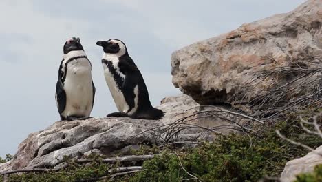 jackass penguin sunbathing on the rocks in betty's bay south africa