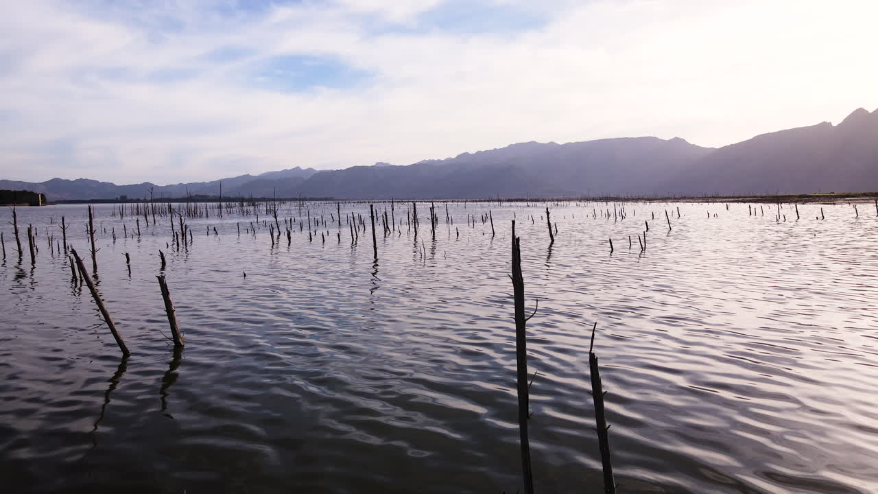 드론 라이저가 침수된 오래된 숲의 나무 묘지를 보여줍니다.