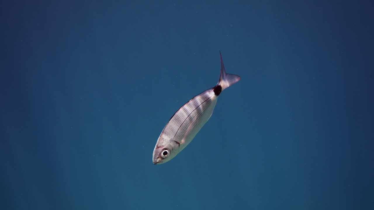 Small Fish Underwater