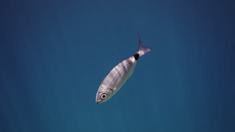 small fish underwater