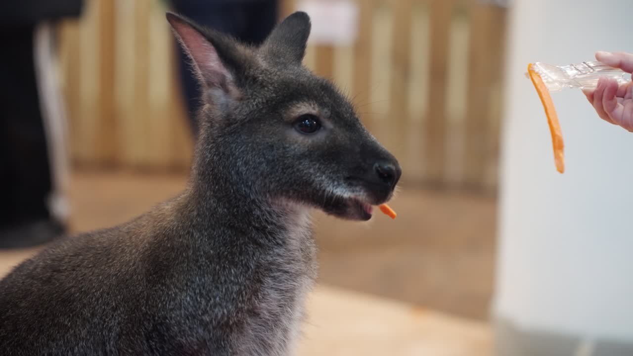 A close-up shot of a little girl's hand feeding carrot sticks to a small, cute wallaby at the 'Rabbit's Forest' pet cafe in Pyeongchang