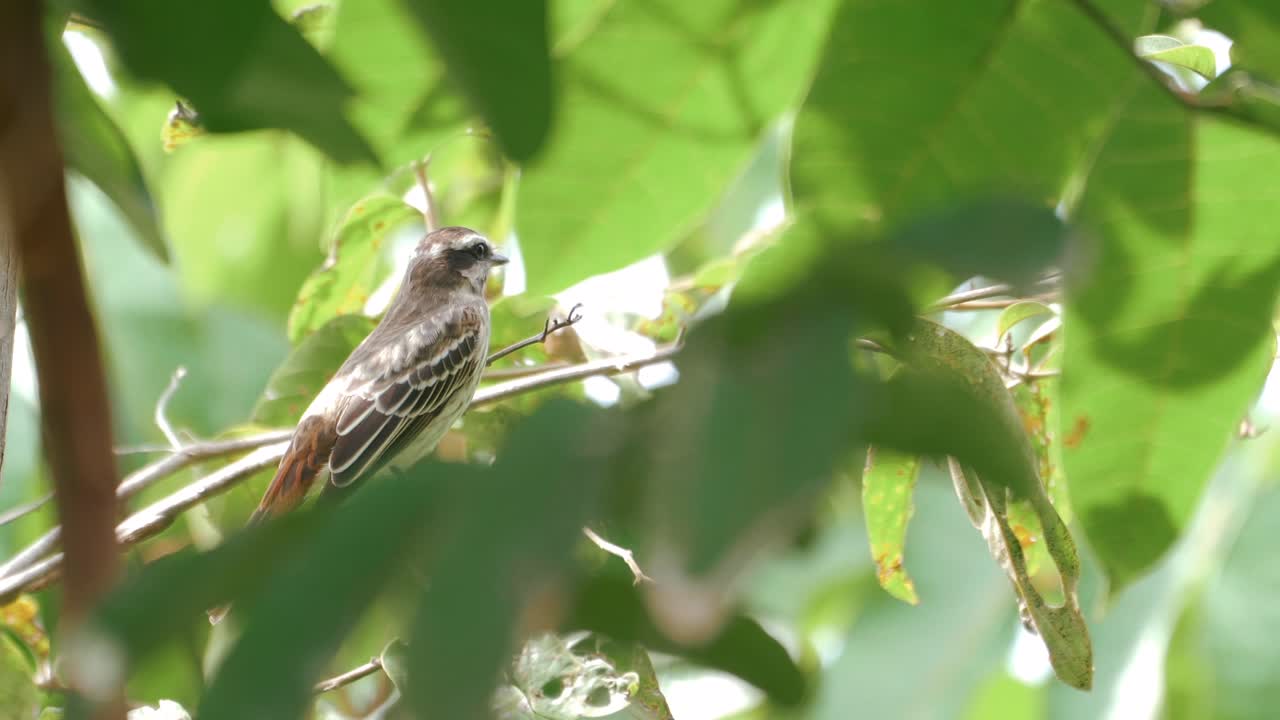 mosquitero rayado entre el follaje verde