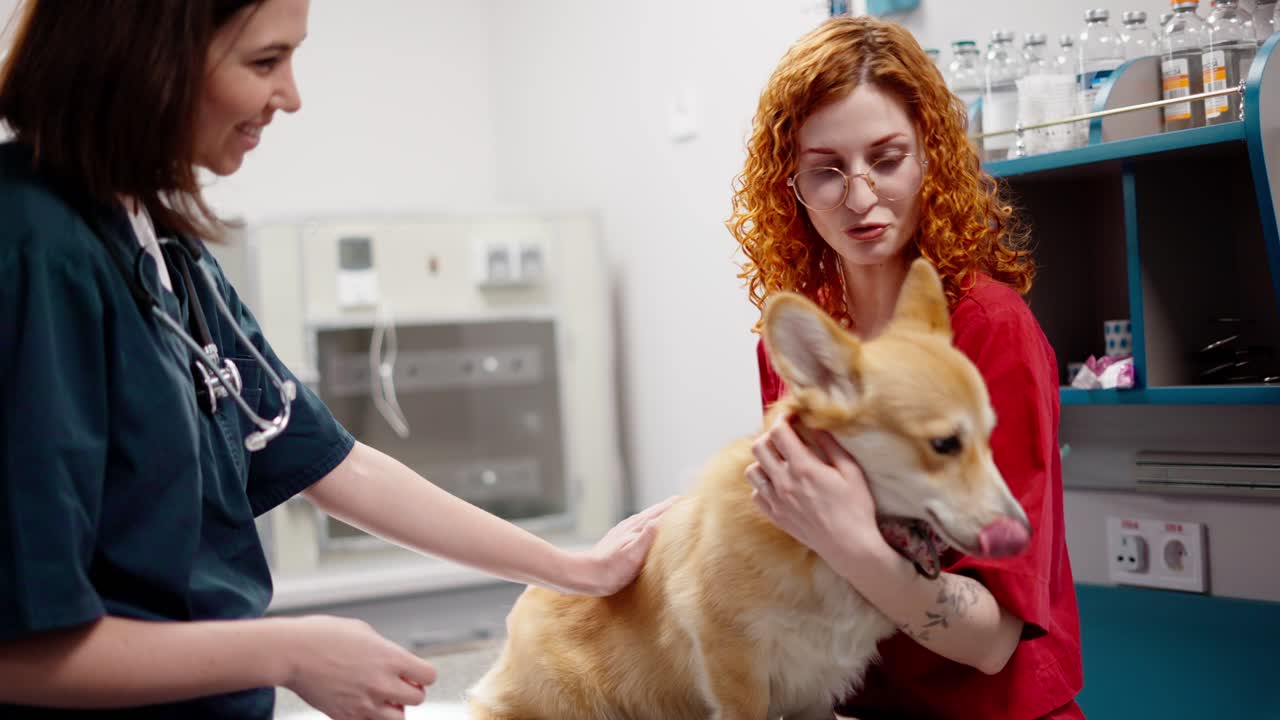 A yellow-white corgi dog together with its owner, a red-haired girl in a red uniform communicates with a girl veterinarian in a pet clinic