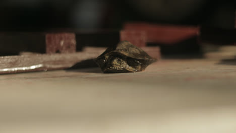 a young tortoise breathing heavily