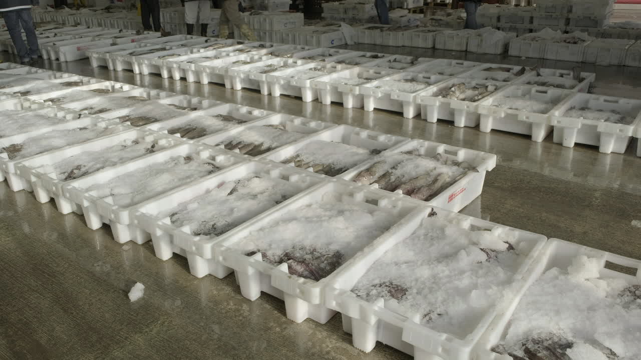 Pesce fresco confezionato nel ghiaccio, allineato in contenitori di plastica, pronto per l'asta nel mercato del pesce del porto di Fraserburgh, Aberdeenshire, Scozia