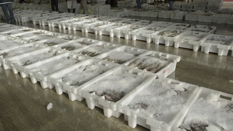 ice packed fresh fish lined up in plastic containers ready for auction in fraserburgh harbour fish market, aberdeenshire, scotland