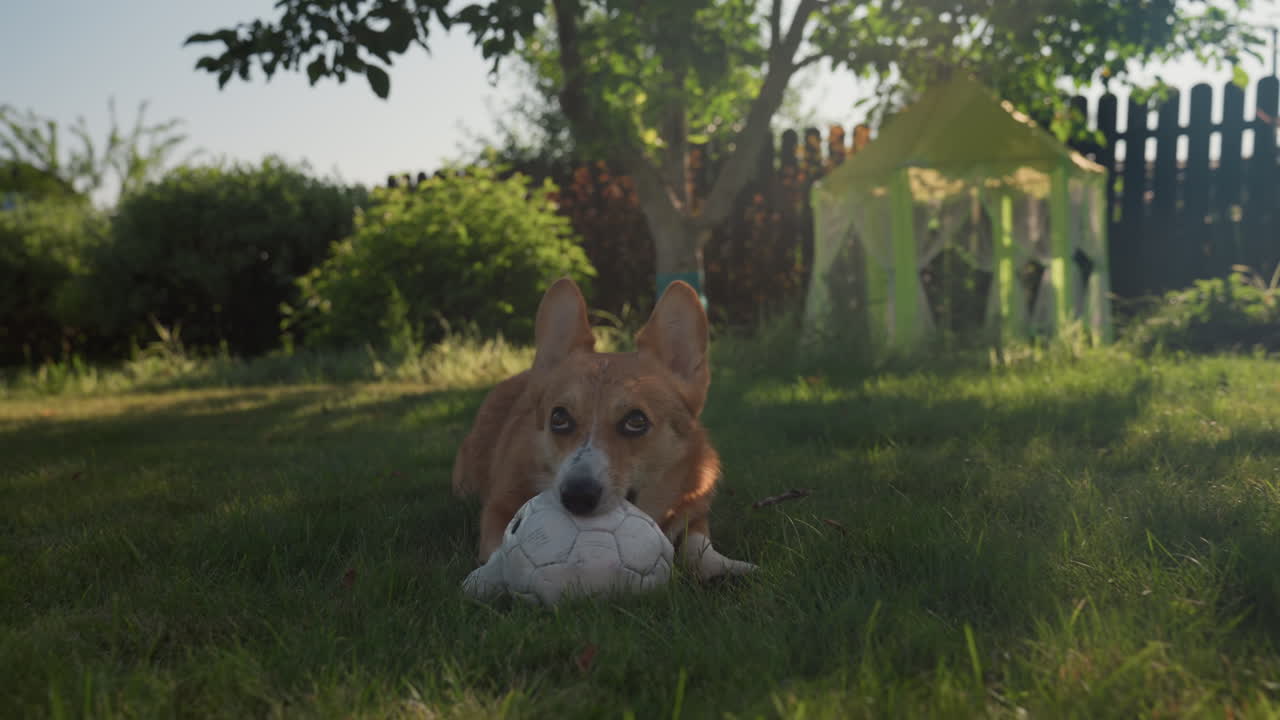 Corgi Lying Under Tree With Worn Soccer Ball In Shaded Backyard, Long Grass And Little Playhouse In Background, Patient Dog Holds Toy And Watches Surroundings In Warm Summer Light, Relaxed Outdoor