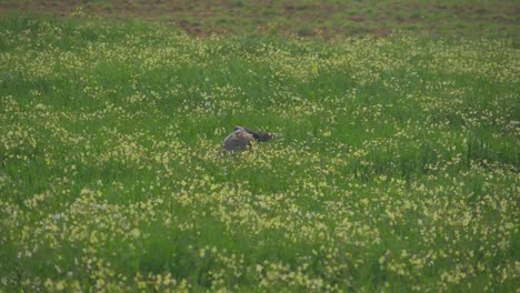 perro collie fronterizo saltando en la hierba alta de un campo salvaje