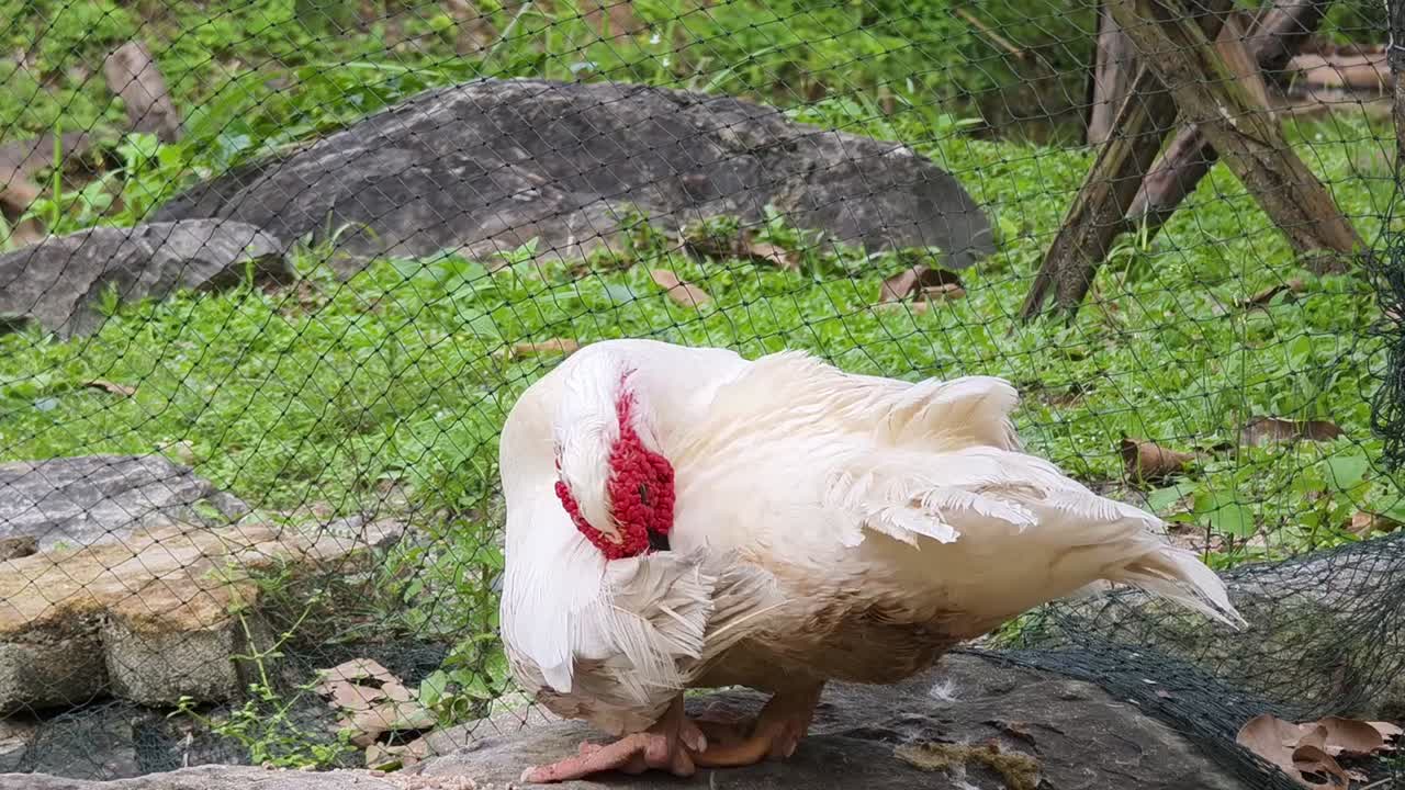 오리 가 바위 위 에 고 있다