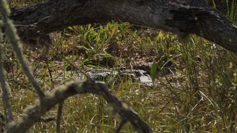 An-alligator-aggressively-eating-it's-prey-in-a-marsh-land