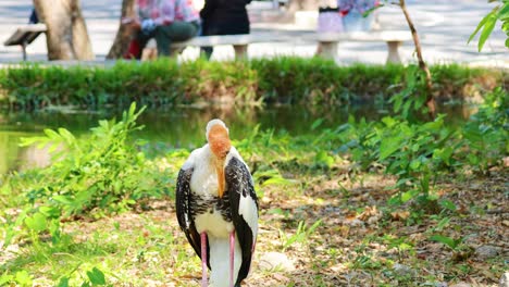 stork in a park