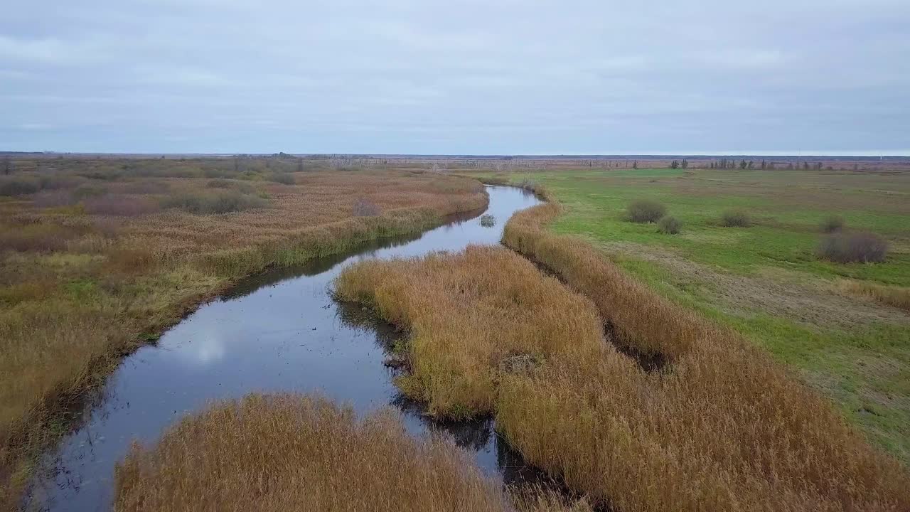 Aerial establishing view of Barta river delta, calm water flow, dry yellow reeds on the coast, overcast autumn day, idyllic feeling, wide angle drone shot moving forward slow