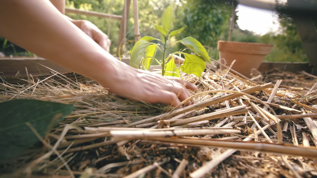 Woman protects seedling roots in warm garden soil
