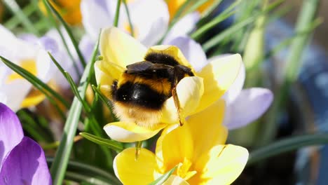 Nahaufnahme-Einer-Hummel,-Die-Pollen-In-Einer-Gelben-Krokusblüte-Sammelt