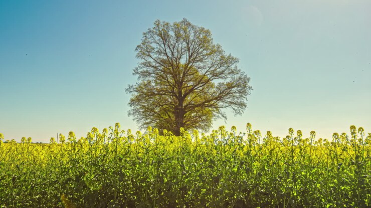 Campo di fiori di colza in piena fioritura con alberi sullo sfondo.