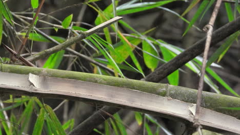 Blue-Capped-Motmot-Perched-On-Branch-Before-Flying-Away