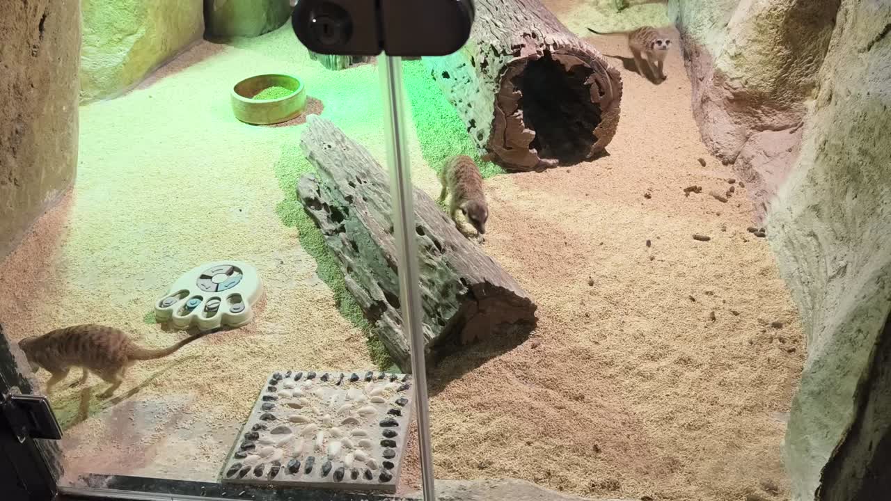 exposición de meerkat en el zoológico